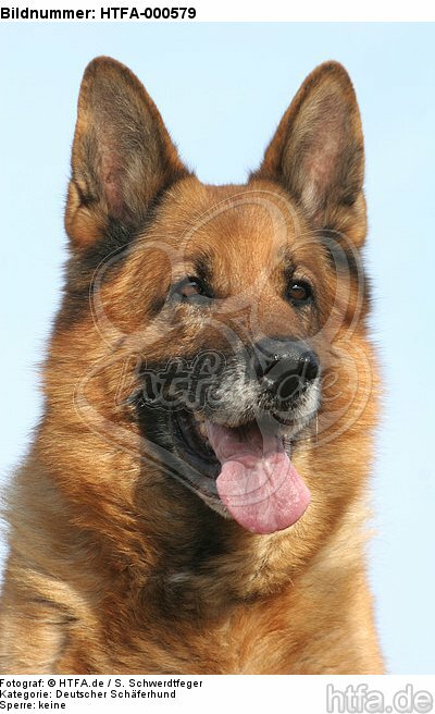 Deutscher Schäferhund Portrait / German Shepherd Portrait / HTFA-000579