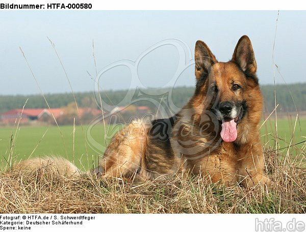 liegender Deutscher Schäferhund / lying German Shepherd / HTFA-000580