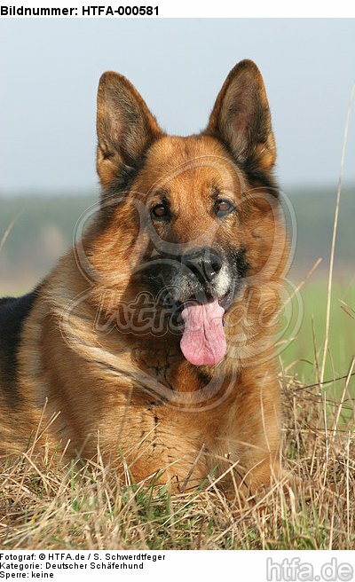 liegender Deutscher Schäferhund / lying German Shepherd / HTFA-000581
