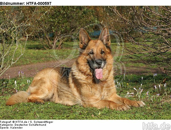 liegender Deutscher Schäferhund / lying German Shepherd / HTFA-000597