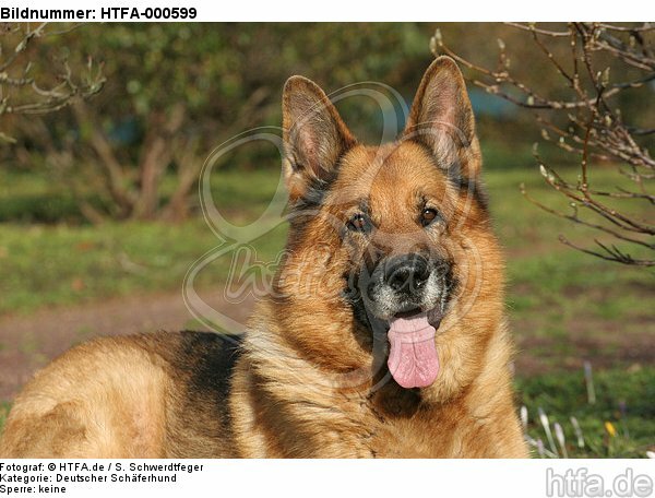 Deutscher Schäferhund Portrait / German Shepherd Portrait / HTFA-000599