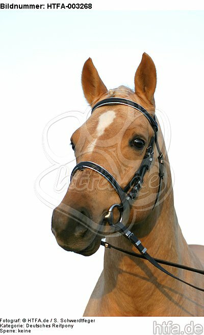 Deutscher Reitpony Hengst / pony stallion / HTFA-003268