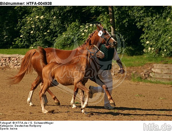 Deutsches Reitponies / ponies / HTFA-004938