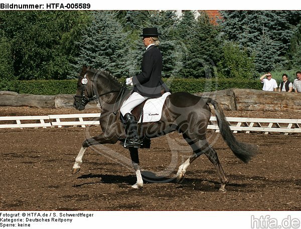 Deutscher Reitpony Hengst / pony stallion / HTFA-005589