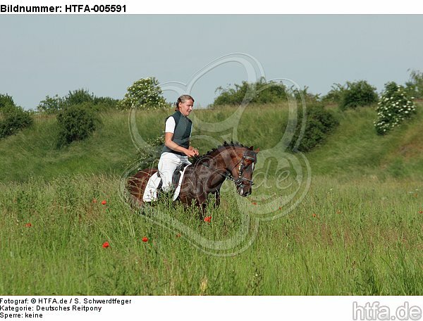 Deutscher Reitpony Hengst / pony stallion / HTFA-005591