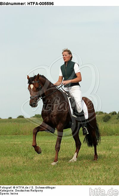 Deutscher Reitpony Hengst / pony stallion / HTFA-005596