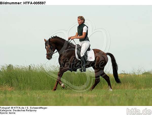 Deutscher Reitpony Hengst / pony stallion / HTFA-005597