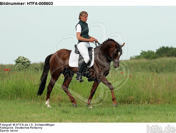 Deutscher Reitpony Hengst / pony stallion / HTFA-005603