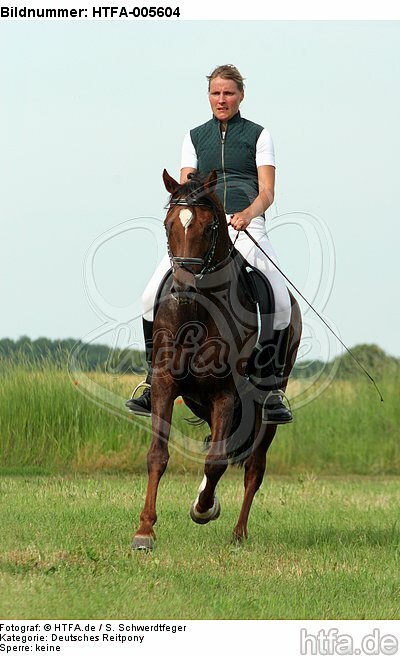 Deutscher Reitpony Hengst / pony stallion / HTFA-005604