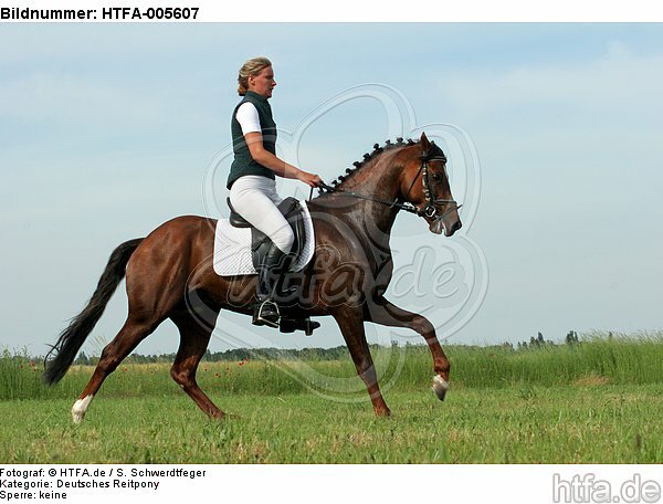 Deutscher Reitpony Hengst / pony stallion / HTFA-005607