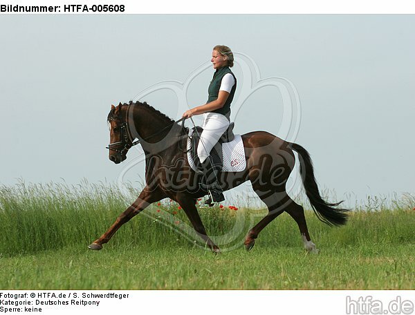 Deutscher Reitpony Hengst / pony stallion / HTFA-005608