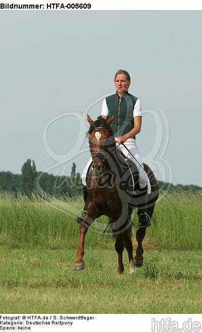 Deutscher Reitpony Hengst / pony stallion / HTFA-005609