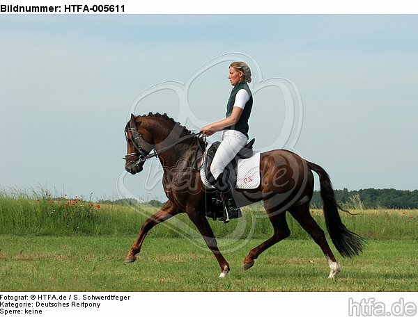 Deutscher Reitpony Hengst / pony stallion / HTFA-005611