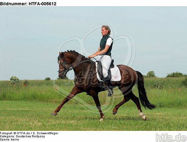 Deutscher Reitpony Hengst / pony stallion / HTFA-005612
