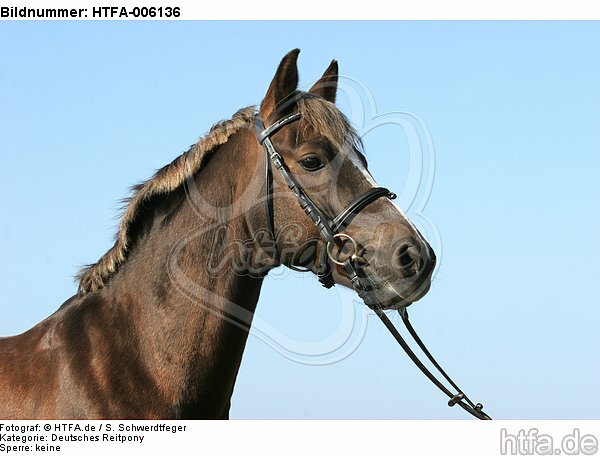 Deutscher Reitpony Hengst / pony stallion / HTFA-006136