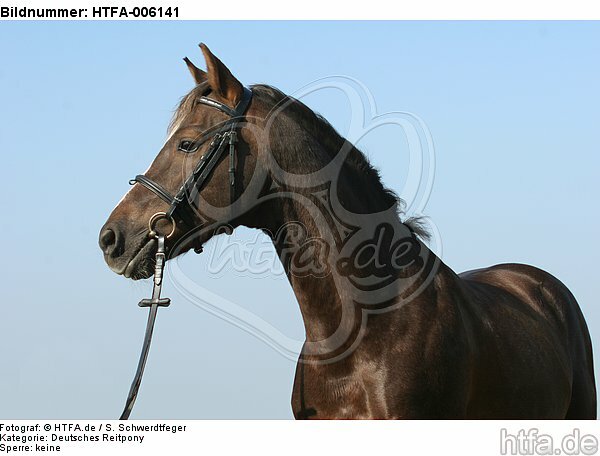 Deutscher Reitpony Hengst / pony stallion / HTFA-006141