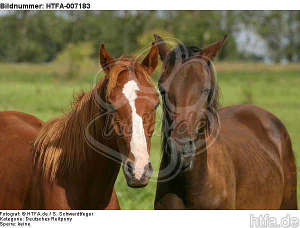 Deutsche Reitpony Hengste / pony stallions / HTFA-007183
