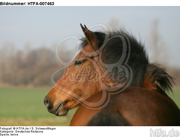 Deutsches Reitpony / pony / HTFA-007463