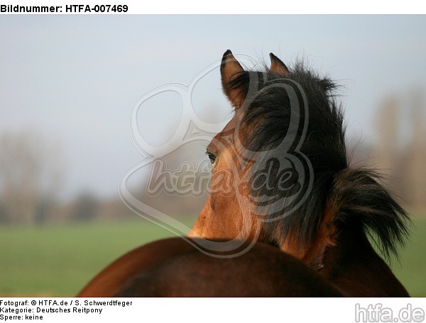 Deutsches Reitpony / pony / HTFA-007469