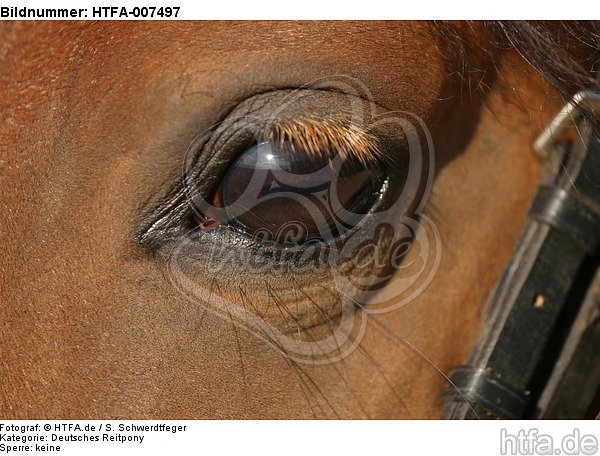 Deutsches Reitpony Auge / pony eye / HTFA-007497