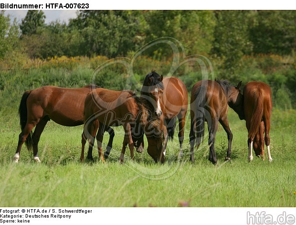 Deutsche Reitpony Hengste / pony stallions / HTFA-007623