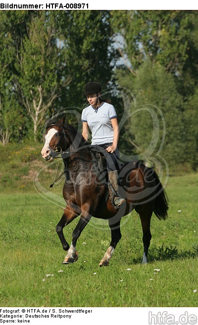 Frau reitet Deutsches Reitpony / woman rides pony / HTFA-008971