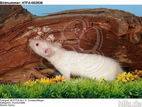 Dumboratte / rat / HTFA-003536