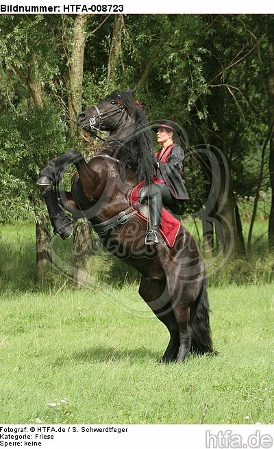 Frau reitet Friese / woman rides friesian horse / HTFA-008723