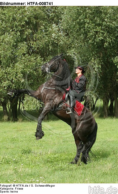 Frau reitet Friese / woman rides friesian horse / HTFA-008741