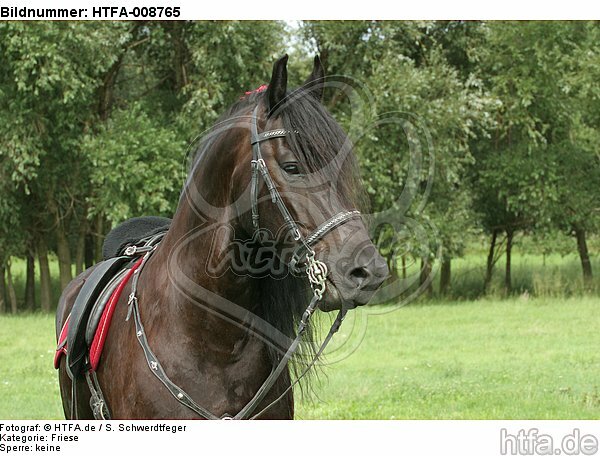Friese Portrait / friesian horse portrait / HTFA-008765