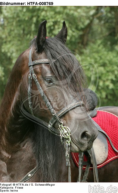 Friese Portrait / friesian horse portrait / HTFA-008769