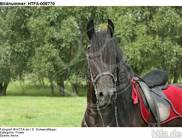 Friese Portrait / friesian horse portrait / HTFA-008770