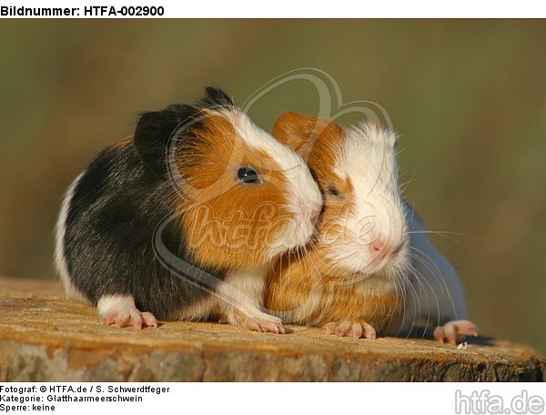junge Glatthaarmeerschweine / young smooth-haired guninea pigs / HTFA-002900
