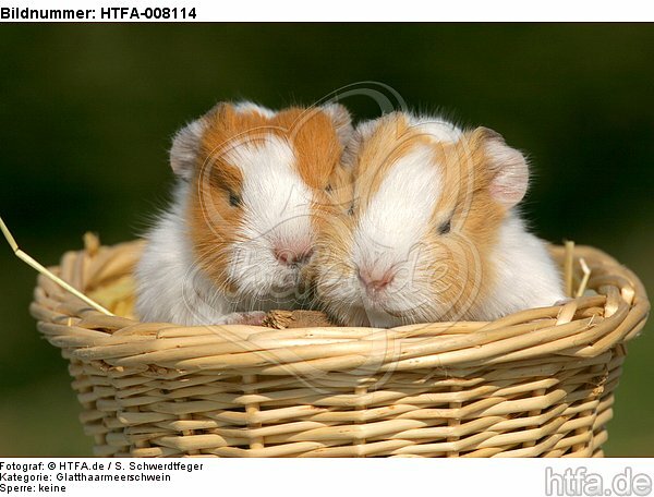 2 junge Glatthaarmeerschweine / 2 young smooth-haired guninea pigs / HTFA-008114