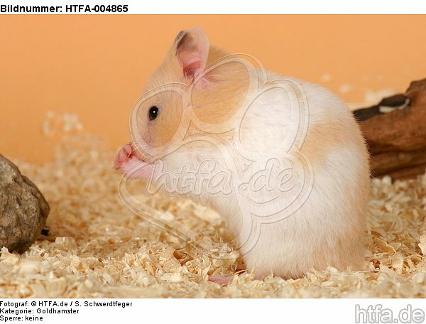 Goldhamster / golden hamster / HTFA-004865