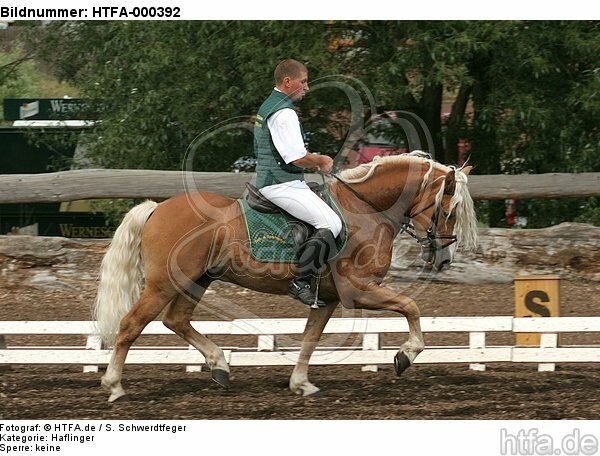 Mann reitet Haflinger / man rides haflinger horse / HTFA-000392