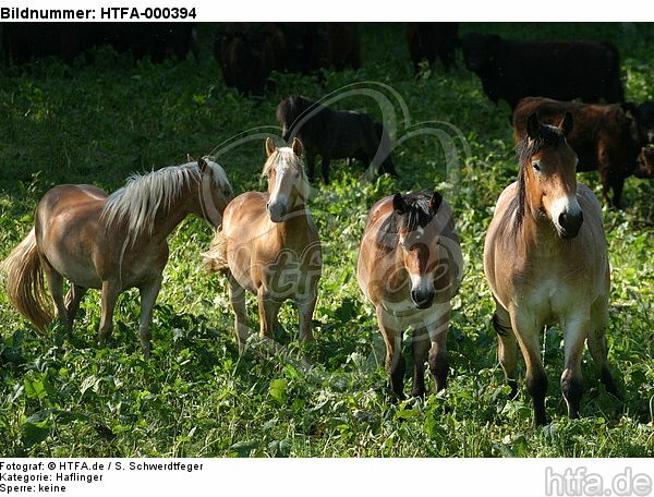 Haflinger und Kaltblüter / haflinger horses and coldbloods / HTFA-000394