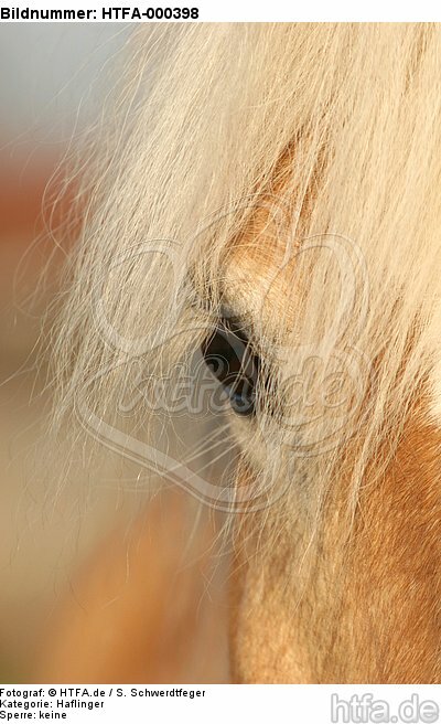 Haflinger Auge / haflinger horse eye / HTFA-000398