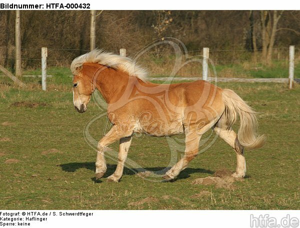 galoppierender Haflinger / galloping haflinger horse / HTFA-000432