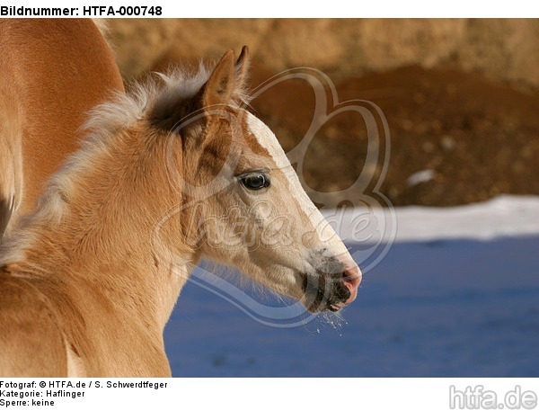 Haflinger Fohlen / haflinger horse foal / HTFA-000748