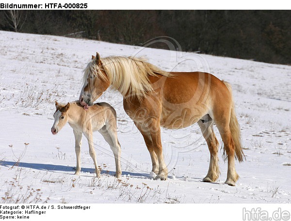 Haflinger / haflinger horses / HTFA-000825