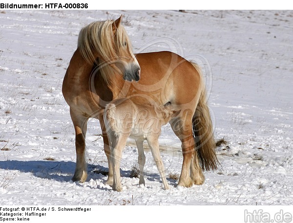 Haflinger / haflinger horses / HTFA-000836