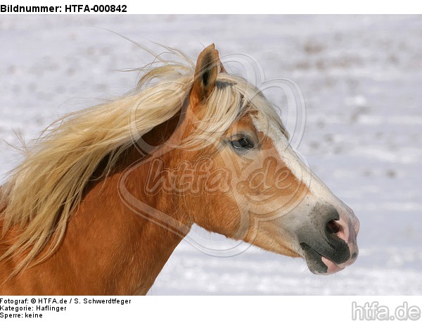 Haflinger Portrait / haflinger horse portrait / HTFA-000842