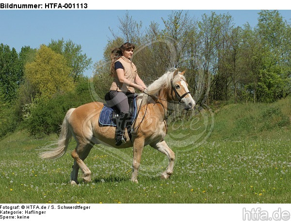 Frau reitet Haflinger / woman rides haflinger horse / HTFA-001113