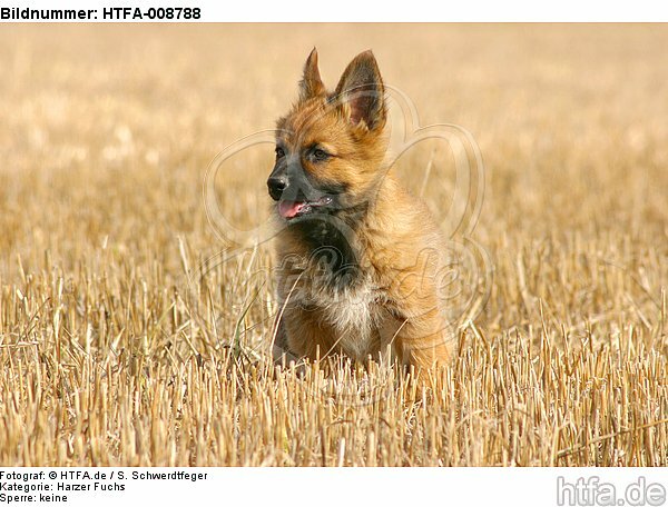 Harzer Fuchs Welpe / Harzer Fuchs puppy / HTFA-008788