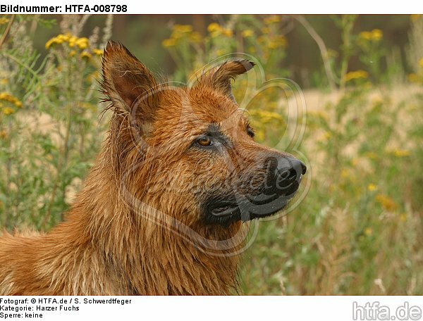 Harzer Fuchs Portrait / HTFA-008798