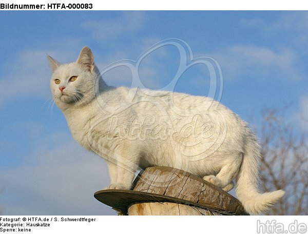 weiße Hauskatze / white domestic cat / HTFA-000083