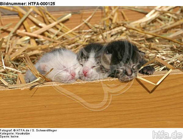 3 Katzenbabys / 3 kitten / HTFA-000125