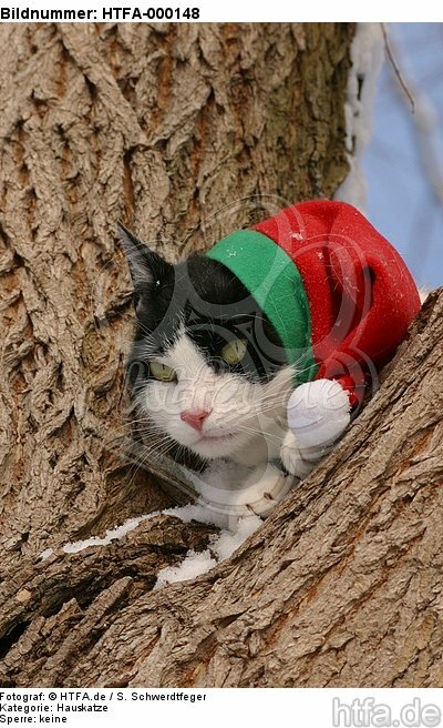Hauskatze mit Weihnachtsmütze / domestic cat / HTFA-000148