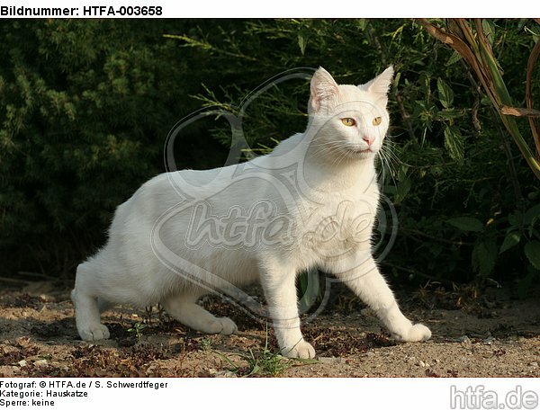 Hauskatze / domestic cat / HTFA-003658